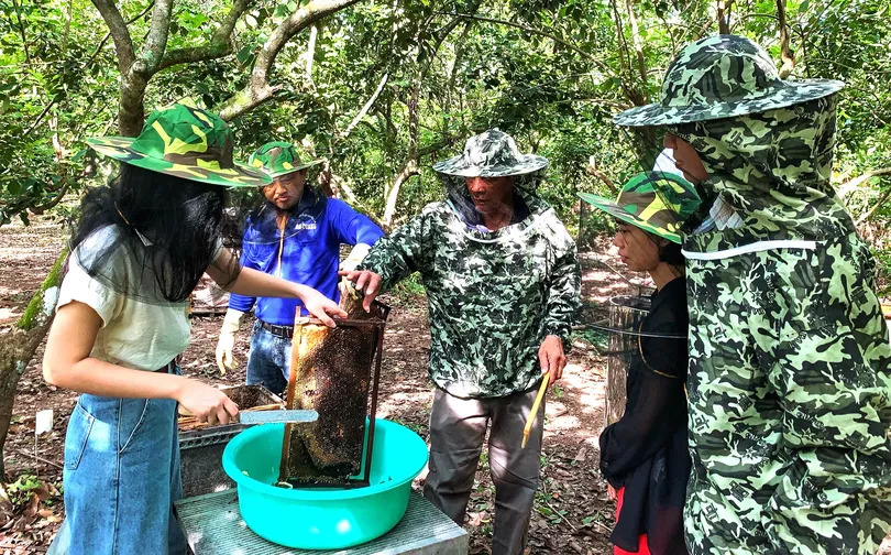 Trải nghiệm thu hoạch mật ong cồn Sơn 