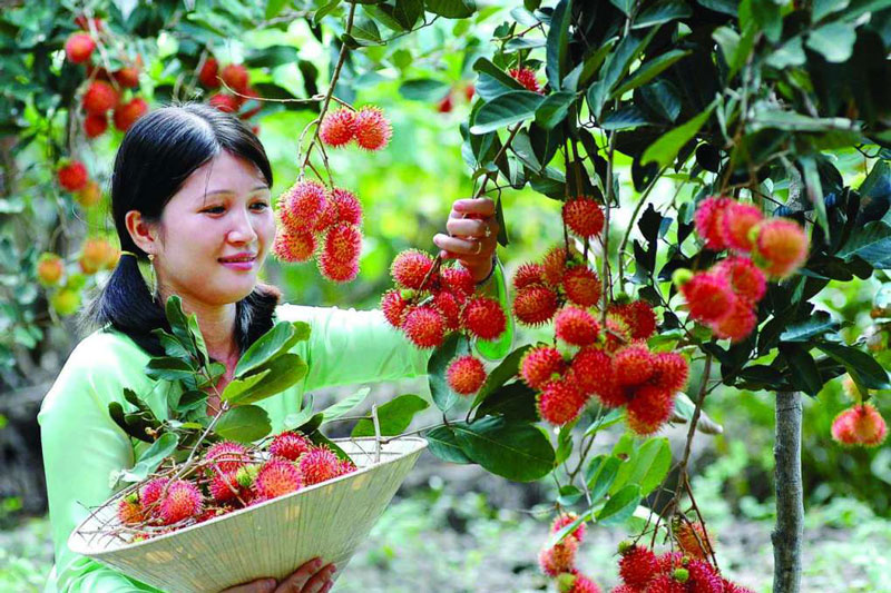 Lập team tham quan vườn trái cây Phong Điền, Cần Thơ
