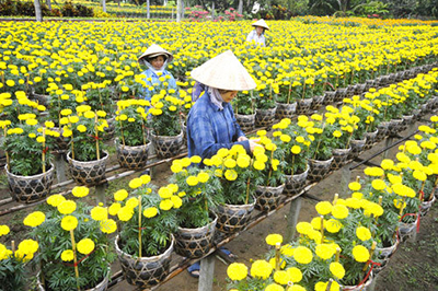 Thoi Nhut Flower Village