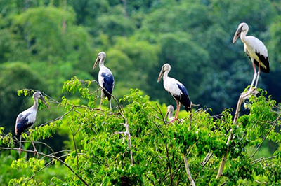  Bang Lang stork sanctuary
