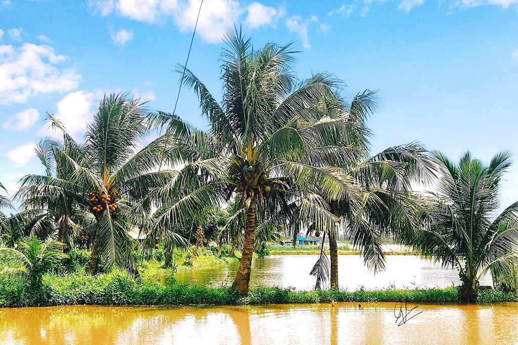 Tan Loc coconut garden