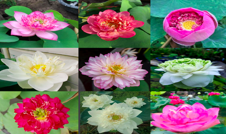 Hơn 30 giống hoa Sen tuyệt đẹp sẽ khoe sắc tại Lễ hội Sen Đồng Tháp