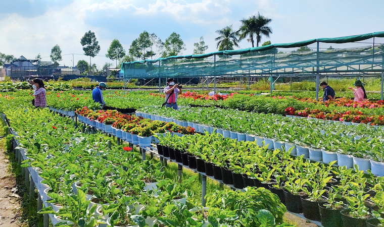 Làng hoa Sa Đéc rộn ràng vào xuân