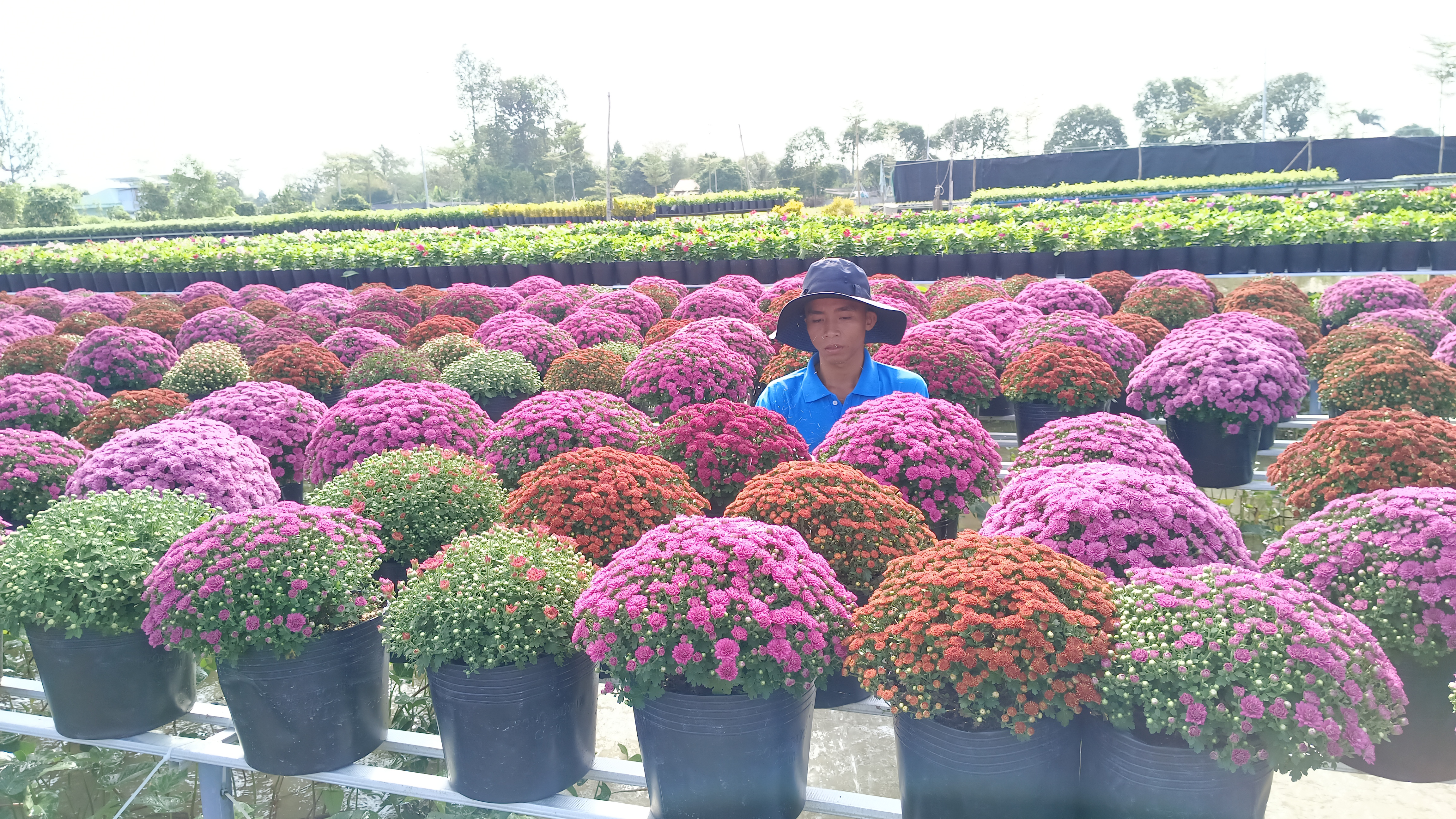 Choáng ngợp với ruộng hoa cúc mâm xôi Hàn Quốc đa sắc màu  lần đầu xuất hiện ở làng hoa Sa Đéc