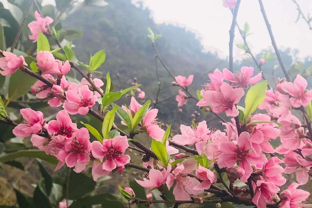 Hoa đào Lào Cai rực rỡ đón xuân Canh Tý