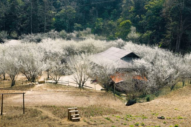 du lich nong nghiep lao cai 2 992760629
