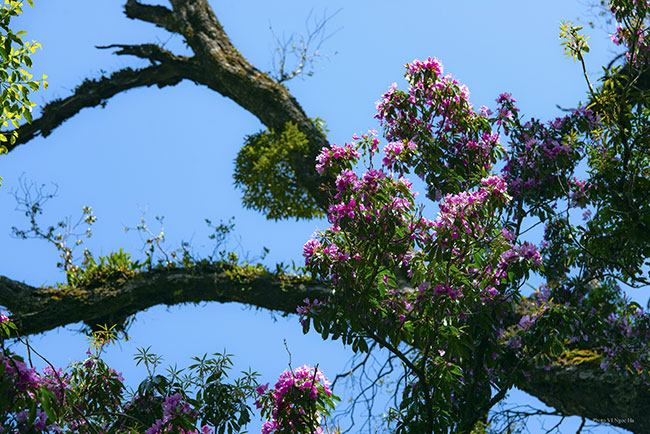 Hoa Đỗ Quyên – Nữ Hoàng hoa núi rừng Tây Bắc