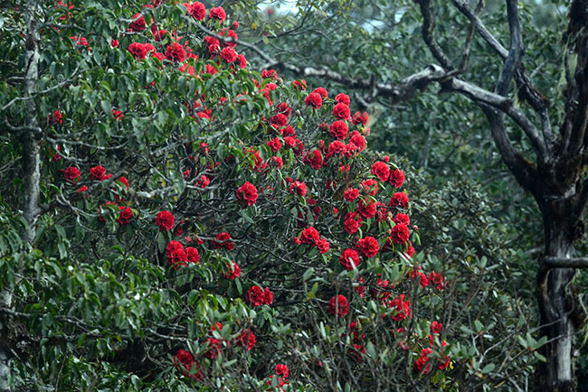 Hoa Đỗ Quyên – Nữ Hoàng hoa núi rừng Tây Bắc