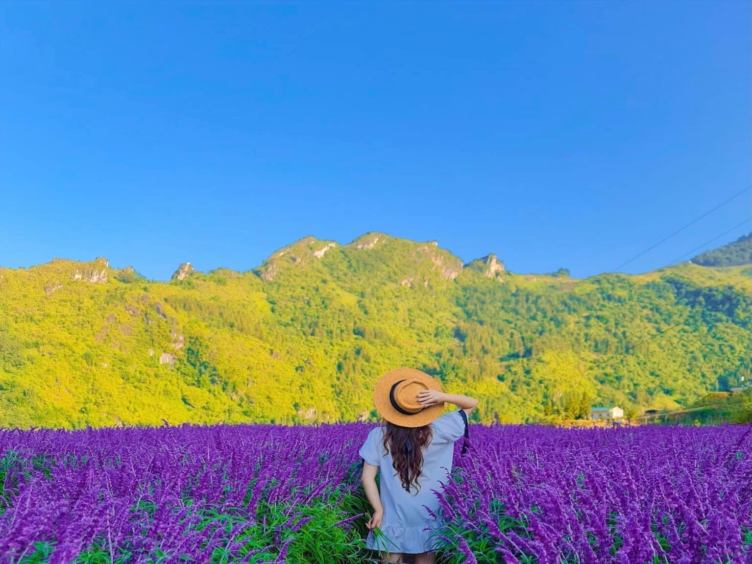 Vườn hoa Lavender: Khám phá vườn hoa Lavender tuyệt đẹp và tham quan cảnh quan đầy phong cách của những chùm hoa này. Nơi đây là nơi hoàn hảo để nghỉ ngơi và thư giãn, hít thở không khí trong lành và tận hưởng vẻ đẹp thiên nhiên.