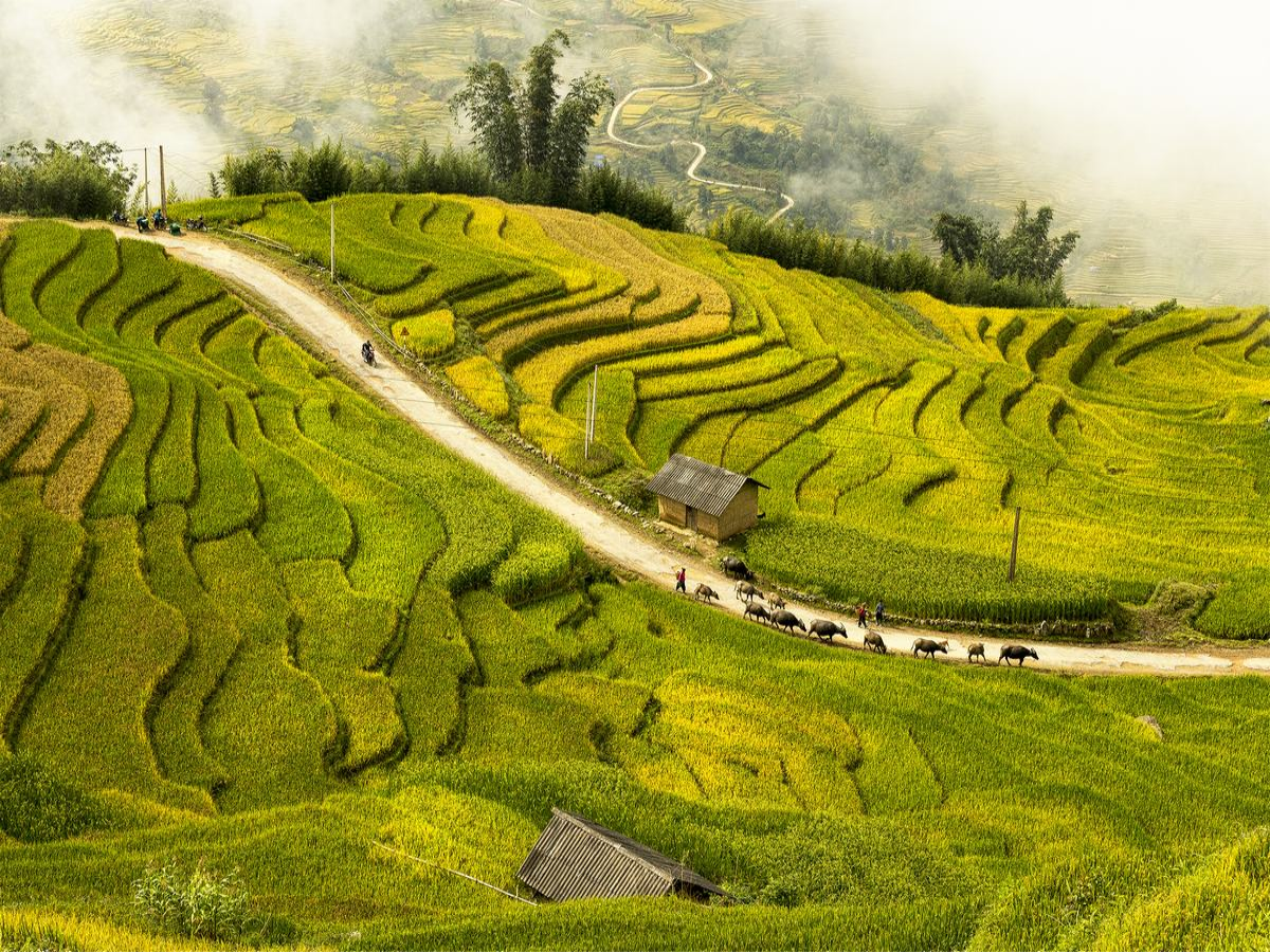 Rice terraces Vietnam
