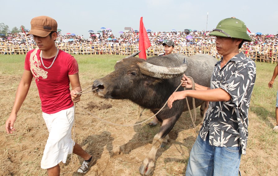 Buffalo fighting festival in nghi thai commune nghi loc district