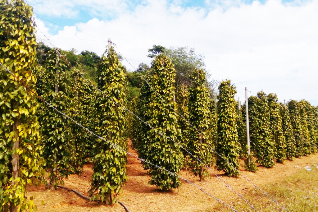 Vườn tiêu Khu Tượng