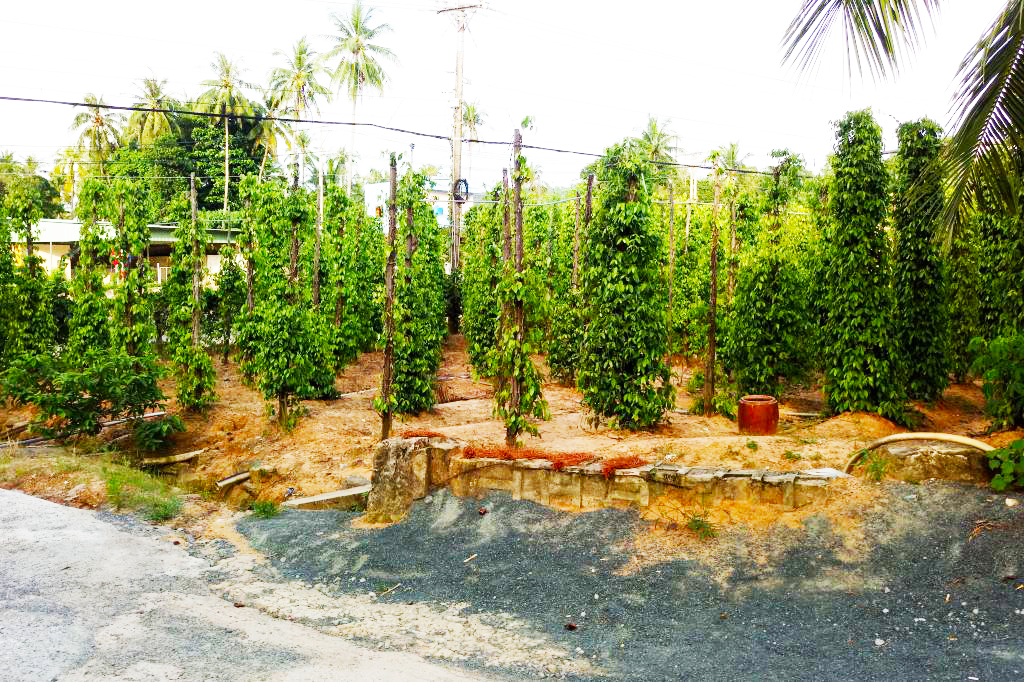 Vườn tiêu Đức Thạnh